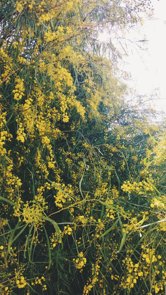 Sinopsis tweet media