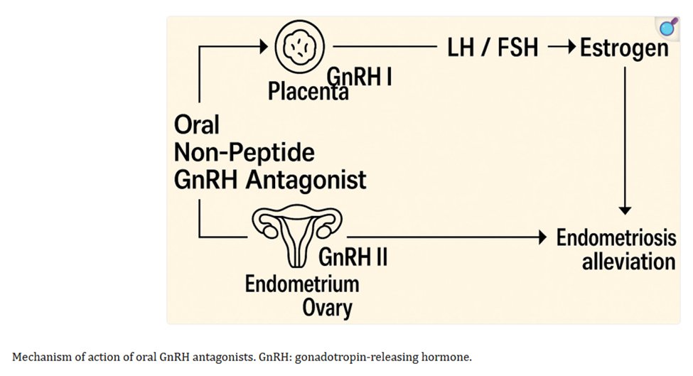 ce_womenshealth's tweet image. 13c) Relugolix quickly and reversibly suppresses #pituitary #GnRH signaling, which lowers ovarian estrogen production and quiets #endometriosis lesions; the low‑dose hormone add‑back helps balance symptom relief with long‑term tolerability. See pmc.ncbi.nlm.nih.gov/articles/PMC12…