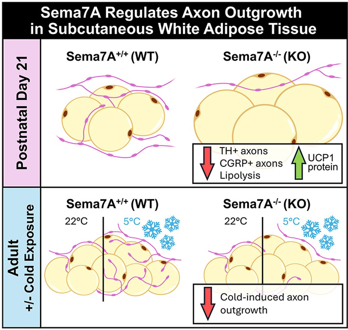 Molecular Metabolism tweet media