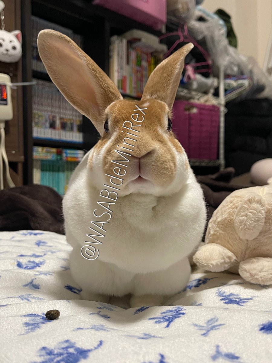 うさぎわさびc(⌒(_U･ω･U)_ tweet media