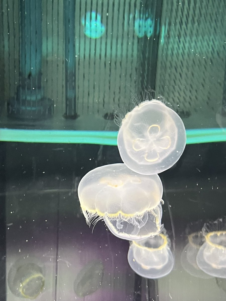 金属アレルギー tweet media