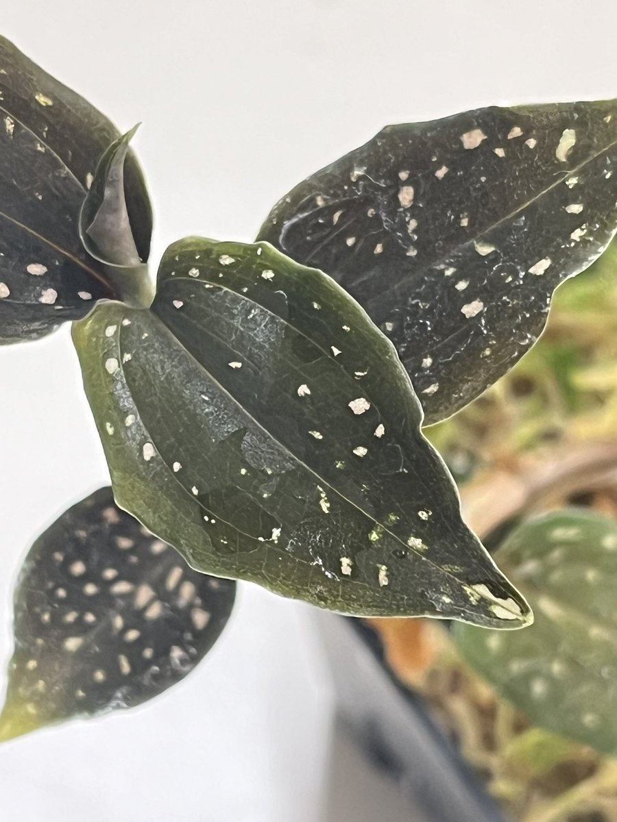 Tetsuya_fuku's tweet photo. Microchilus tridax green
グリーンタイプはスポットが少ないです。
#microchilus
#ミクロキルス
#jewelorchid
#ジュエルオーキッド https://t.co/1vcCKjXHF7