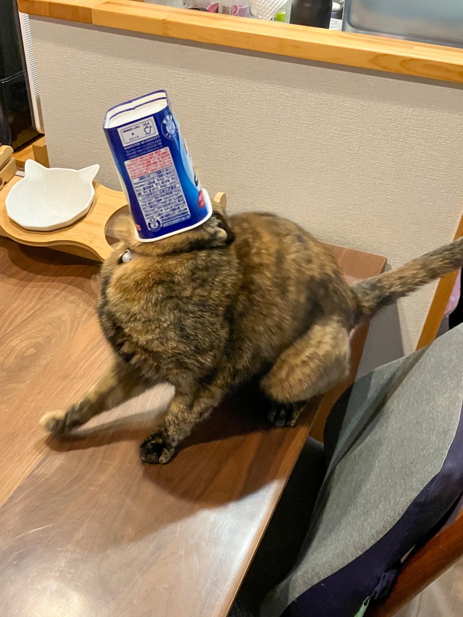 こなつ@こむぎ tweet media