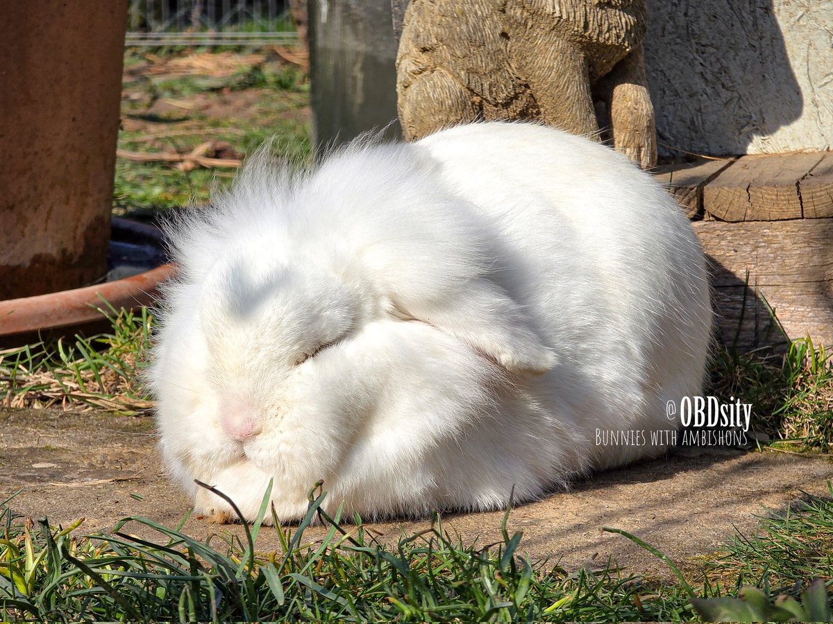 obdsity's tweet photo. Snooshi dreams of becoming an anime critter.
Which anime critter is he?
#NameThatCharacter https://t.co/lyTNhHZwDz