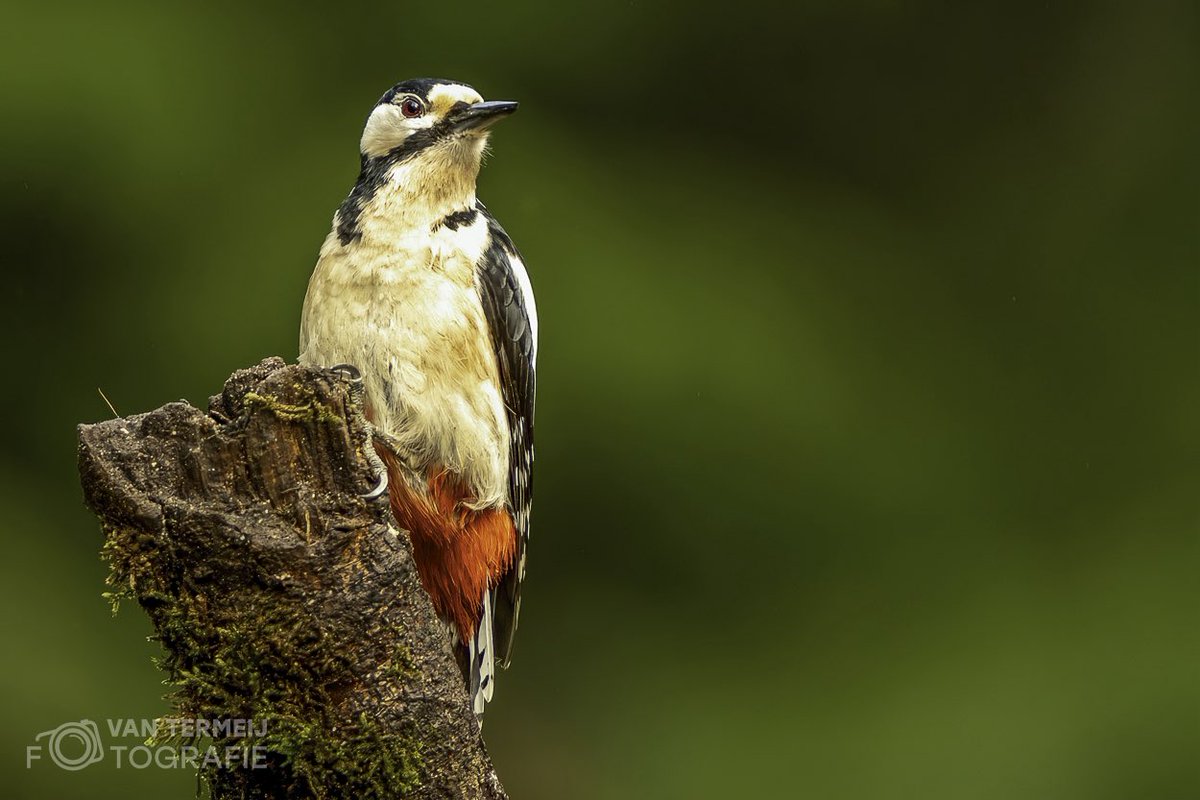 #roodborstje #robin #birds #vogelfotografienederland #natuurfotografie_nl