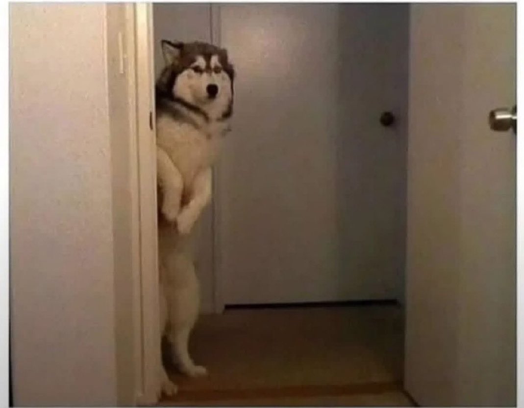 Howlie Tigerpaw the wolger at FE 🔜 FWA 🎃🌶️ tweet media