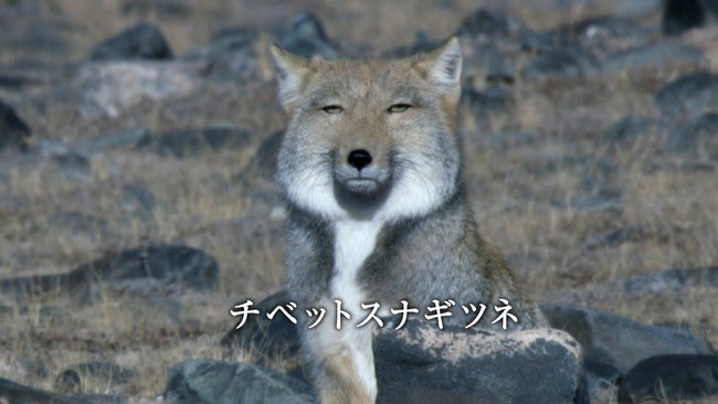 QPskier94's tweet photo. ←チベットスナギツネ
→ニホンワカツキハヤタ
#日本スキー界の未来を変える https://t.co/e1dhU8uXZ6