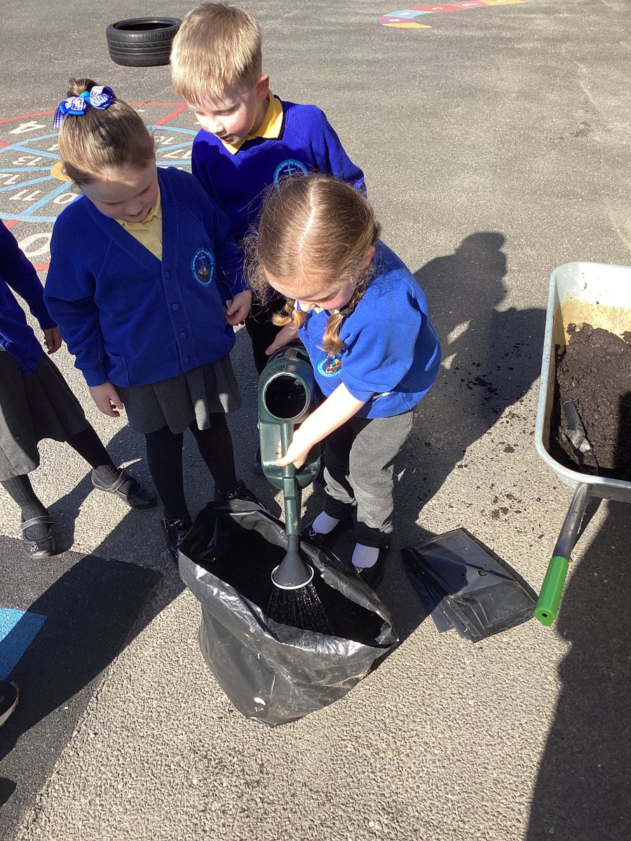 stedwardsce's tweet photo. Reception have enjoyed planting some potatoes this morning! https://t.co/MJoGJhMfYW