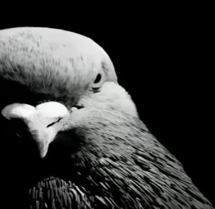 Coolguy02 tweet media