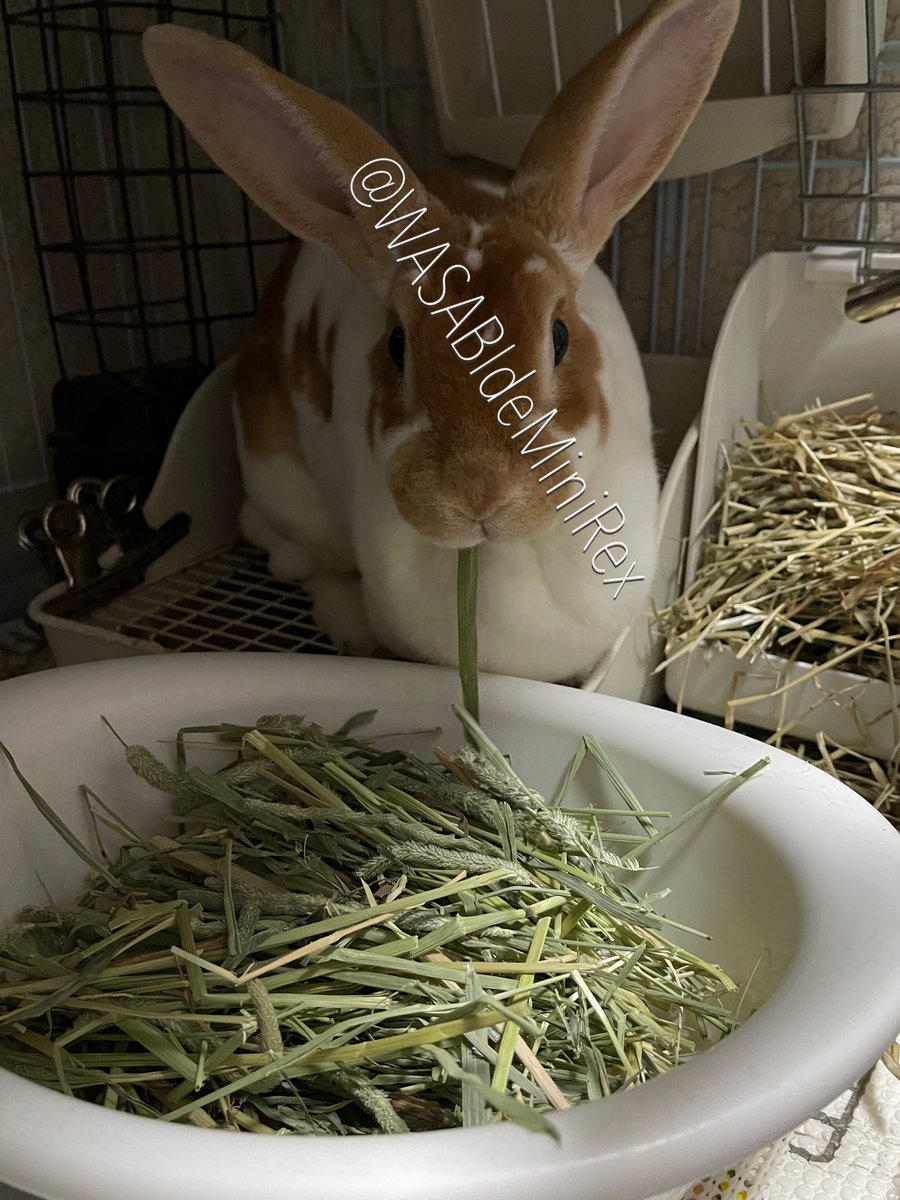 うさぎわさびc(⌒(_U･ω･U)_ tweet media