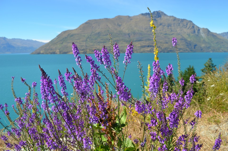 WanderLust1280's tweet photo. Before you visit Wanaka in New Zealand, make sure you read my Wanaka\Mount Aspiring Photography Planning Guide to make sure you get all the great photo shots. https://t.co/NuSKk3UYXx
#Wanaka #MountAspiring #NewZealand #PhotographyGuide #TravelTips #ExploreNZ #NaturePhotography #ScenicViews #Wanderlust #AdventureAwaits