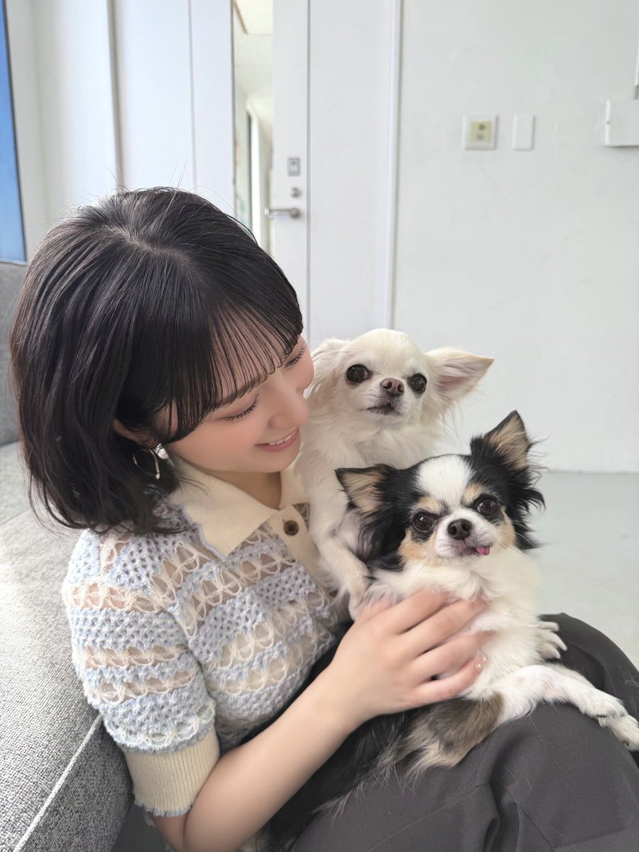 Riya_singh_2's tweet photo. ＝LOVE オフィシャルカレンダーブック
本日発売です✨

ソロ撮影では、可愛いチワワちゃんたちと😭かわいすぎる〜😭

幸せ空間でした🥰

盛りだくさんな一冊になってると思います！
ぜひ一年を楽しんでください♪ https://t.co/yhT8rez4zL