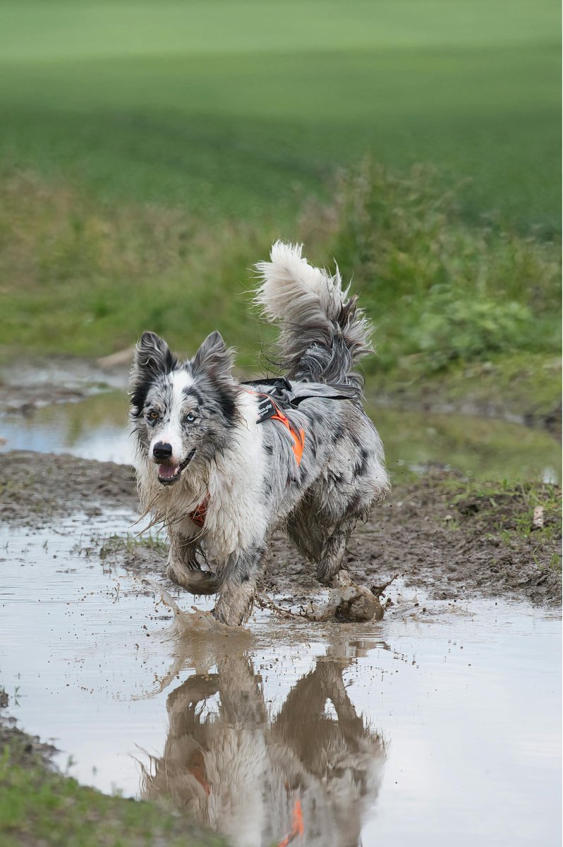 dogsbestfriendp's tweet image. “Muddy paws. Happy hearts. Total spring vibes.”
🐾💛
dogsbestfriendpetstore@gmail.com
#MuddyPaws #SpringDogs #DogJoy #PetFun #HappyPup #DogDays #SpringAdventures