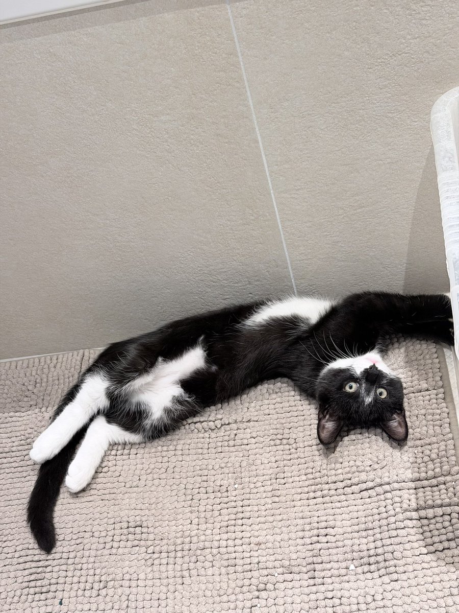 gingerthecat🇺🇦🇬🇧 tweet media