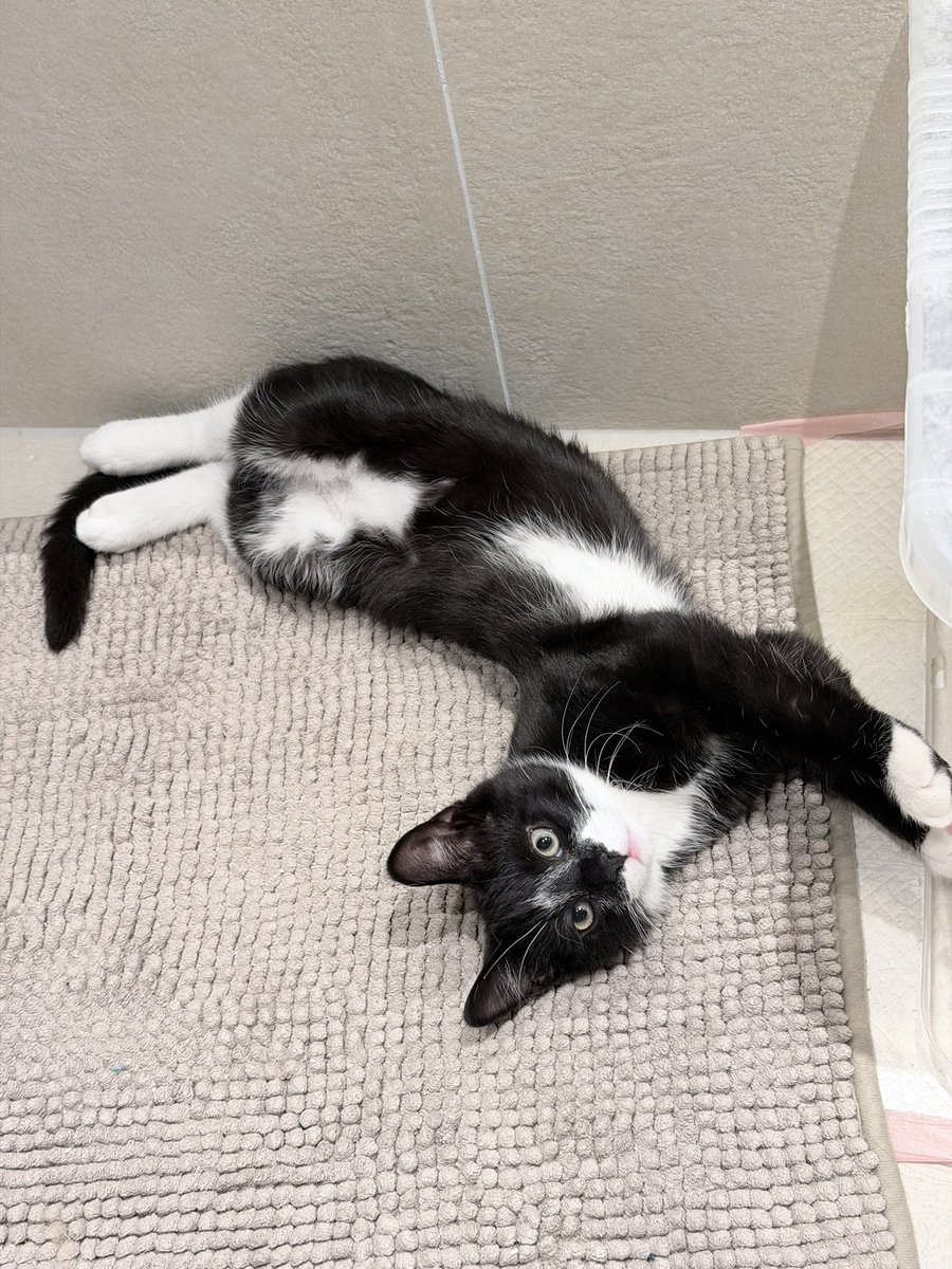 gingerthecat🇺🇦🇬🇧 tweet media