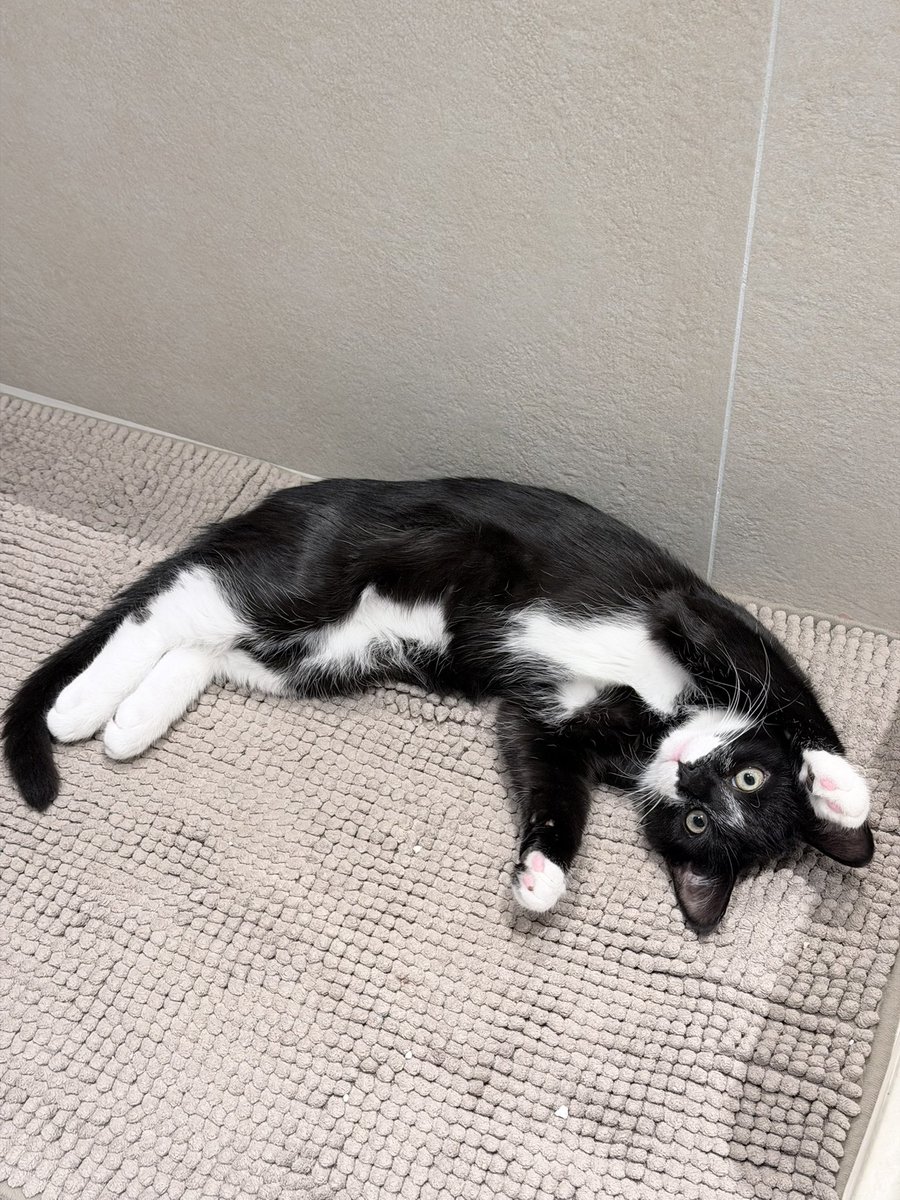 gingerthecat🇺🇦🇬🇧 tweet media