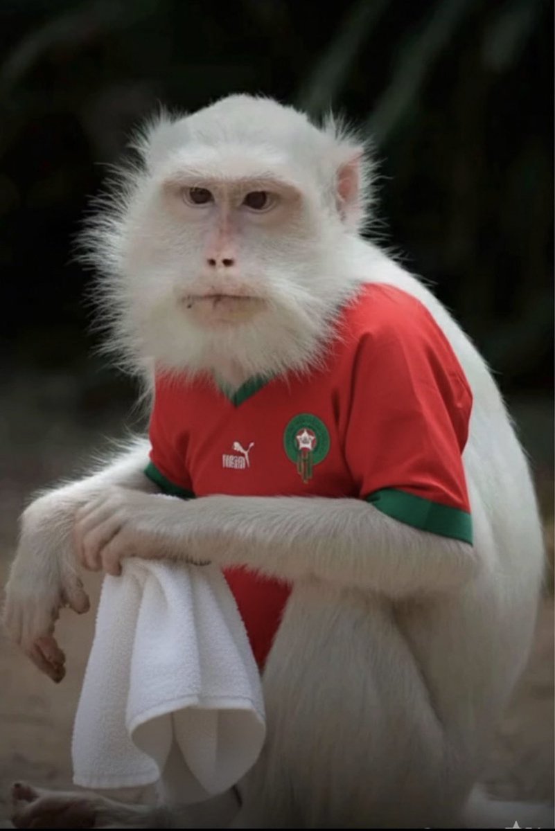 Mali Lumumba tweet media