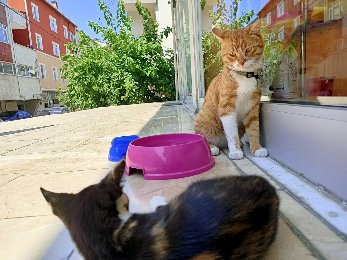 kılavatlı Paris tweet media