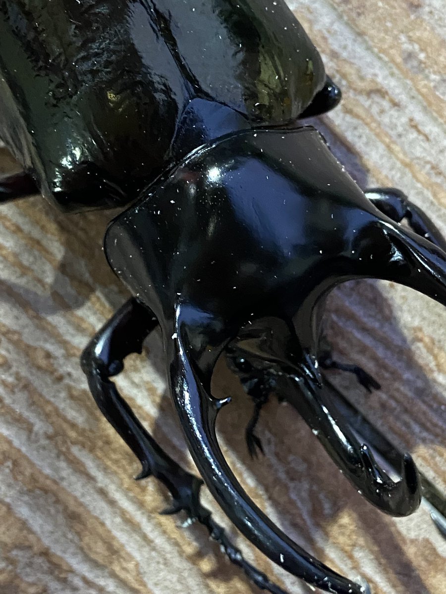 ビソン🐞 tweet media