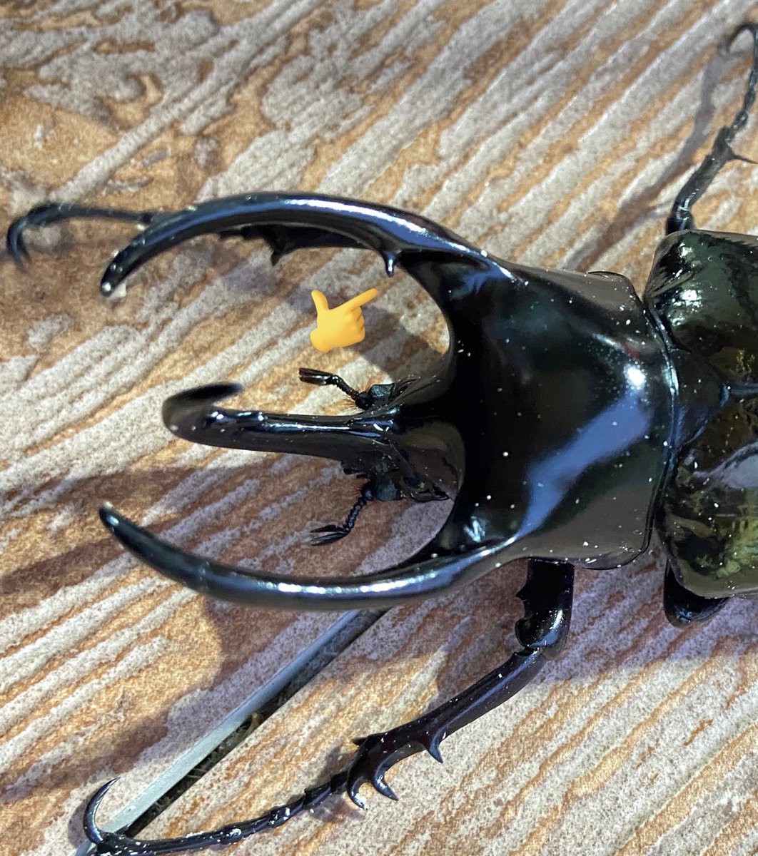 ビソン🐞 tweet media