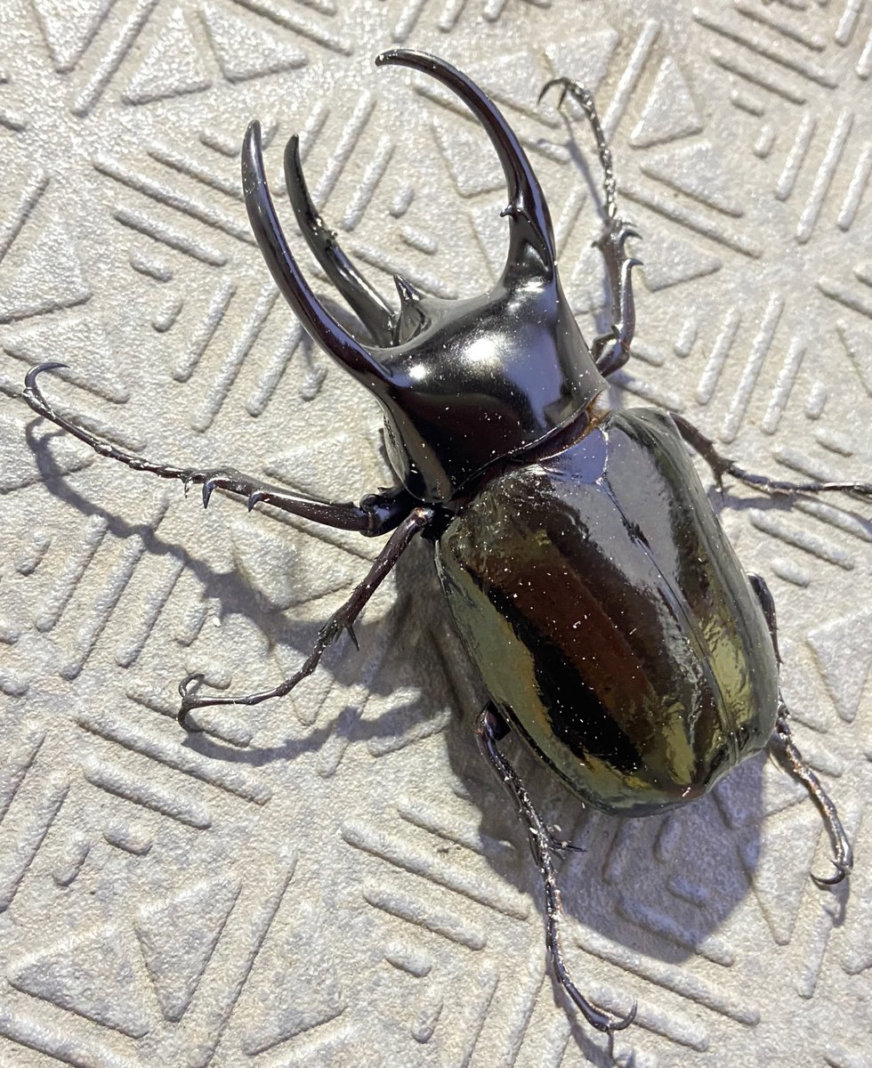 ビソン🐞 tweet media