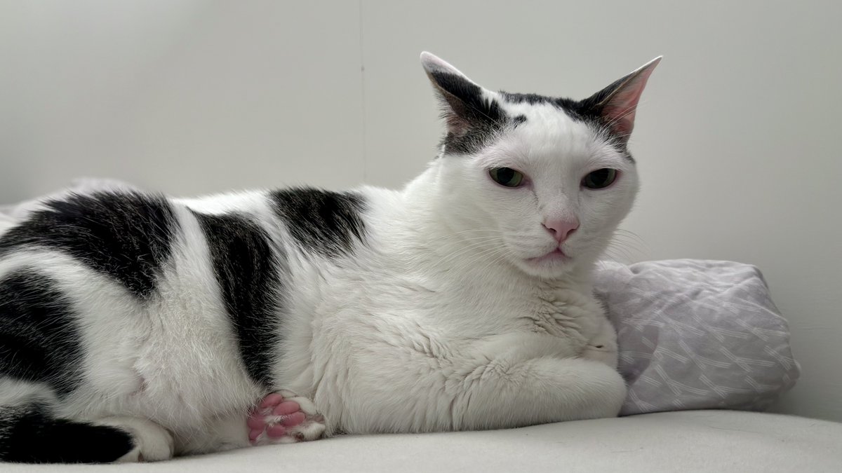 小俊這樣 tweet media