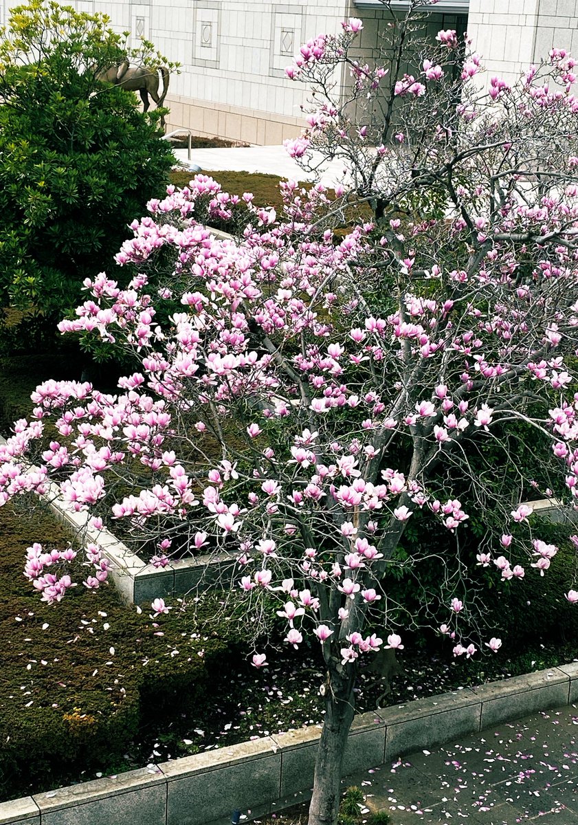 さとうひろこ tweet media