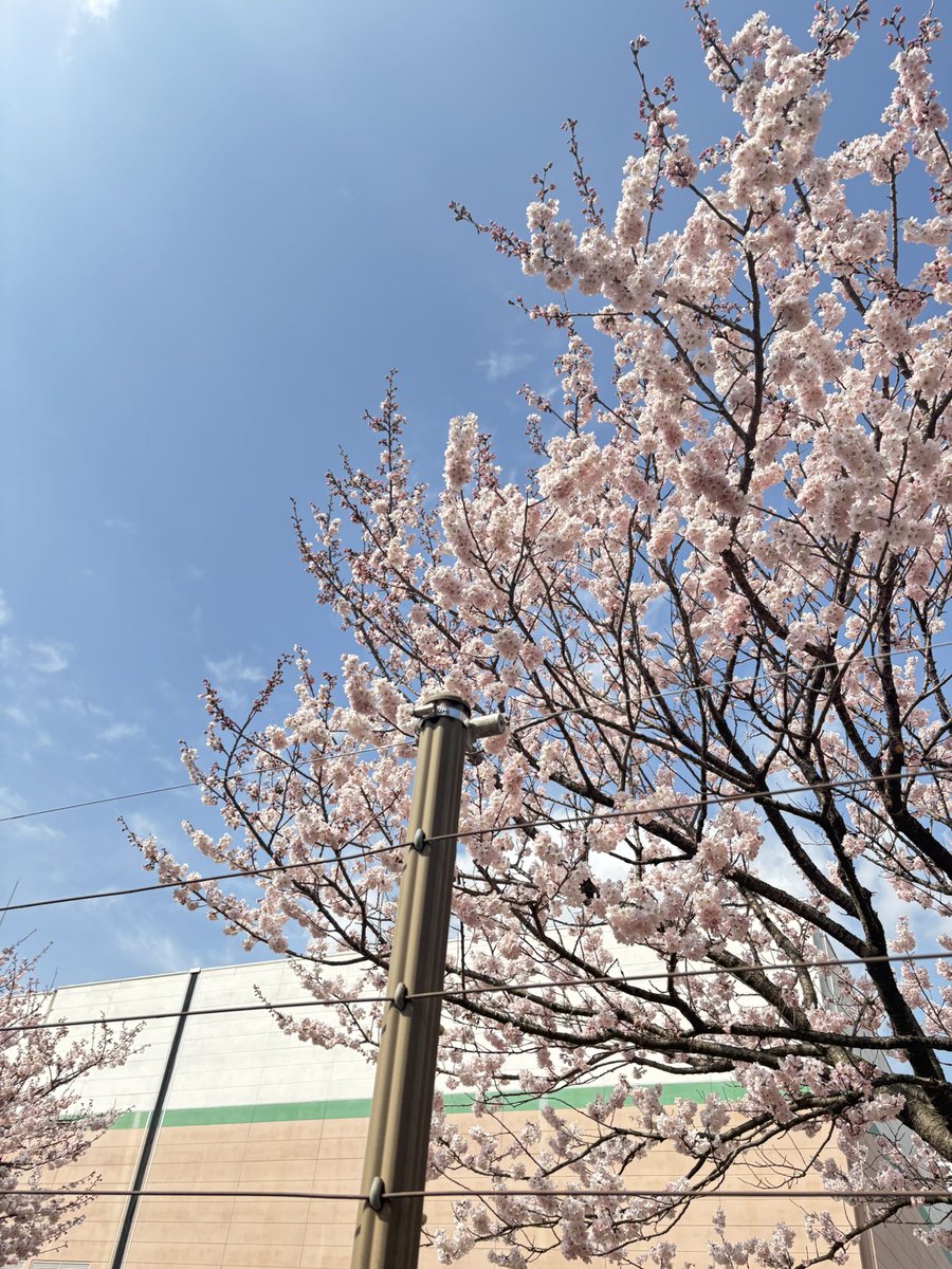 🐰🌕 tweet media