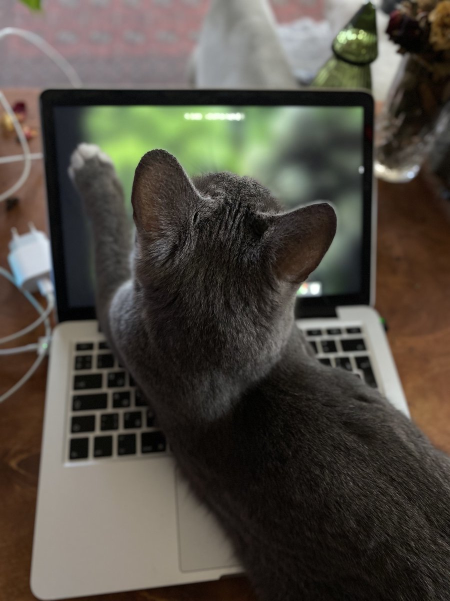 🇺🇦 Lesya Shevchenko tweet media