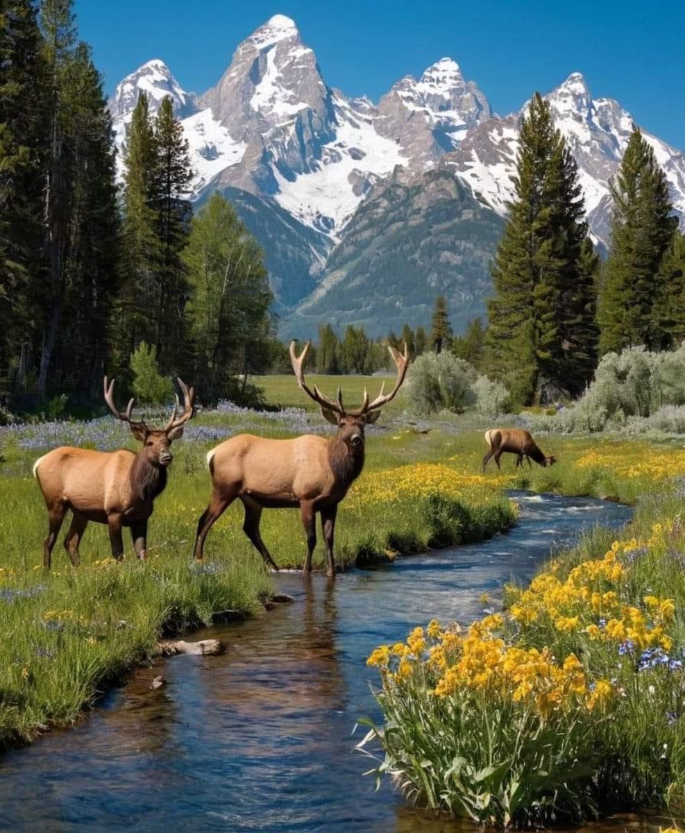 Цэцэнхэн❤️ tweet media