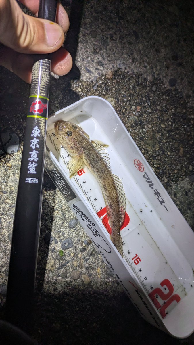 ポンコツ魚野郎 tweet media