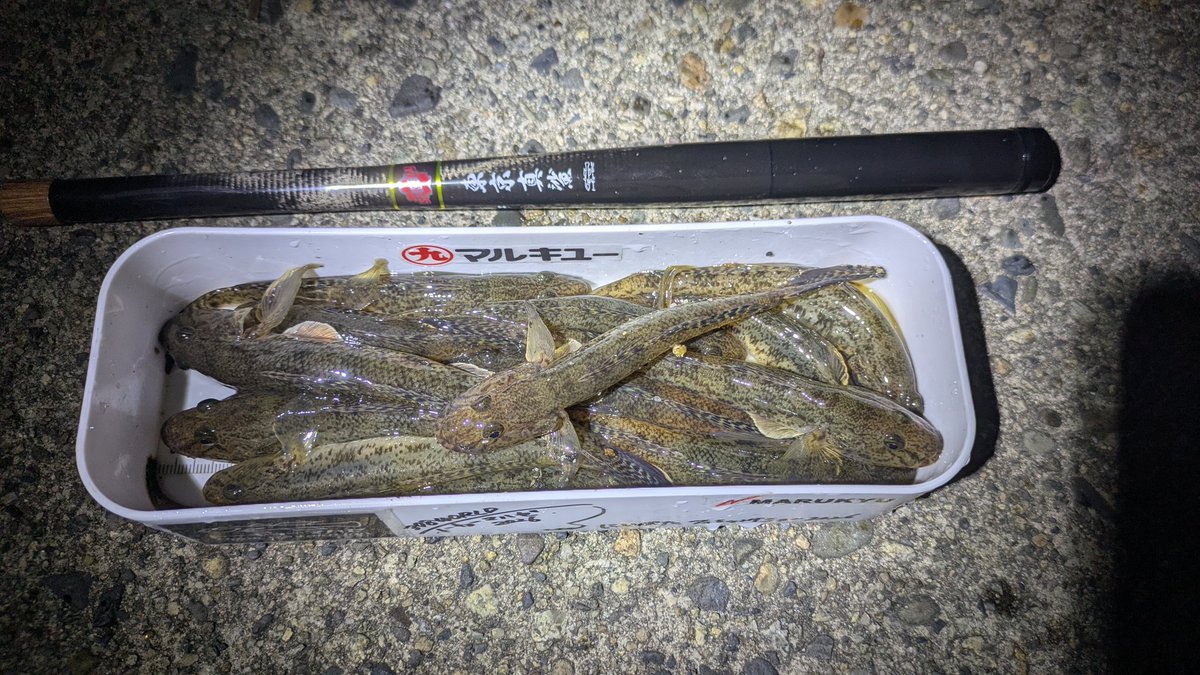 ポンコツ魚野郎 tweet media