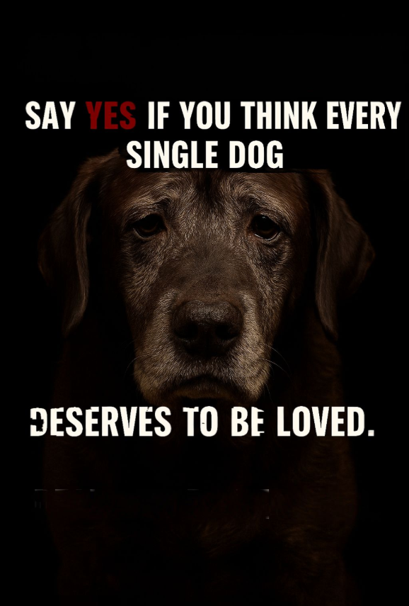 Best in Dogs tweet media