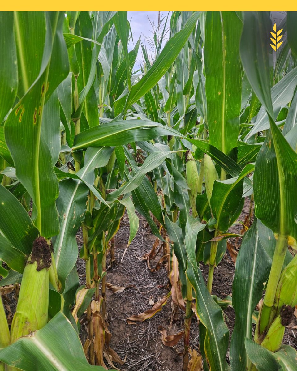 Bolsa de Cereales de Córdoba tweet media