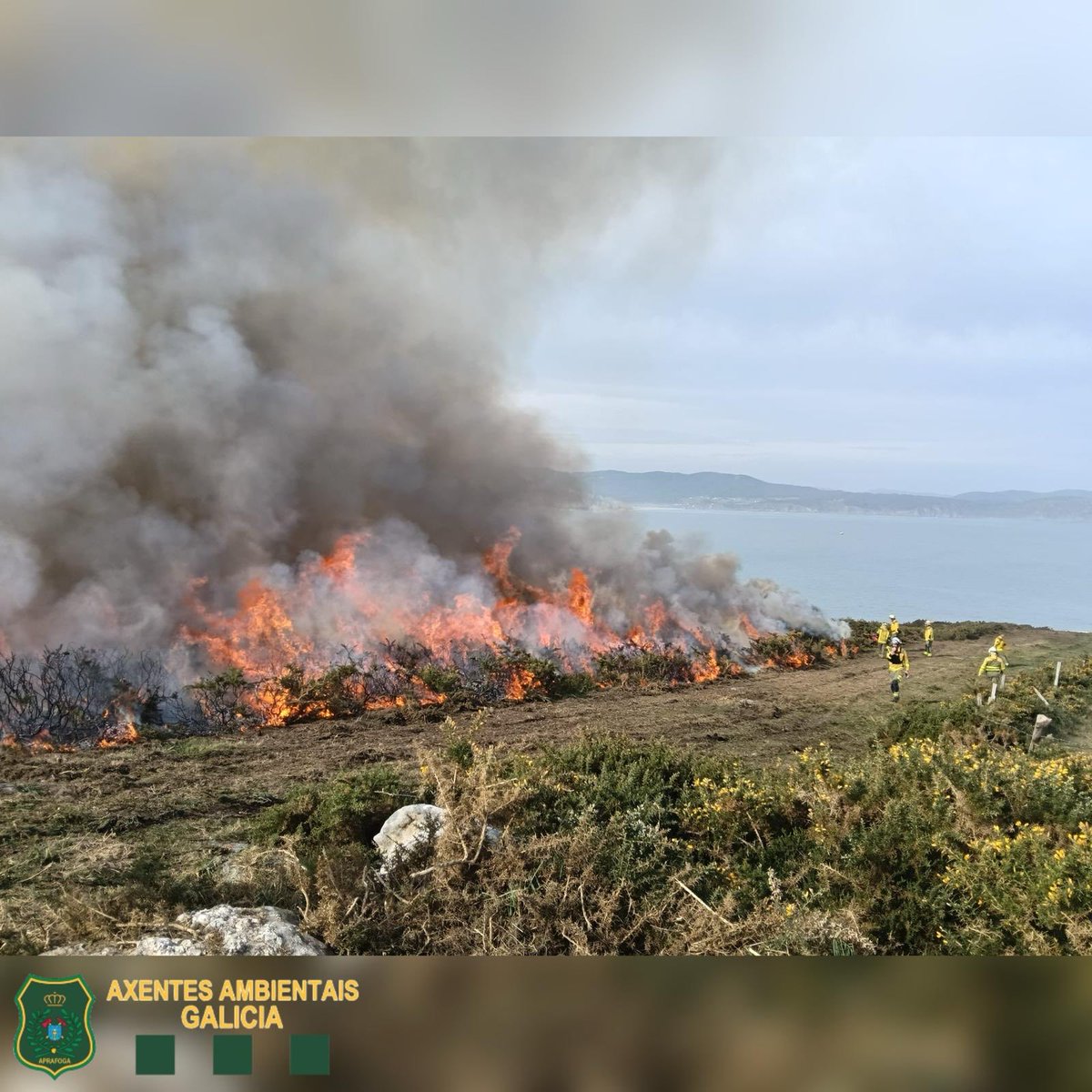 Aprafoga tweet media