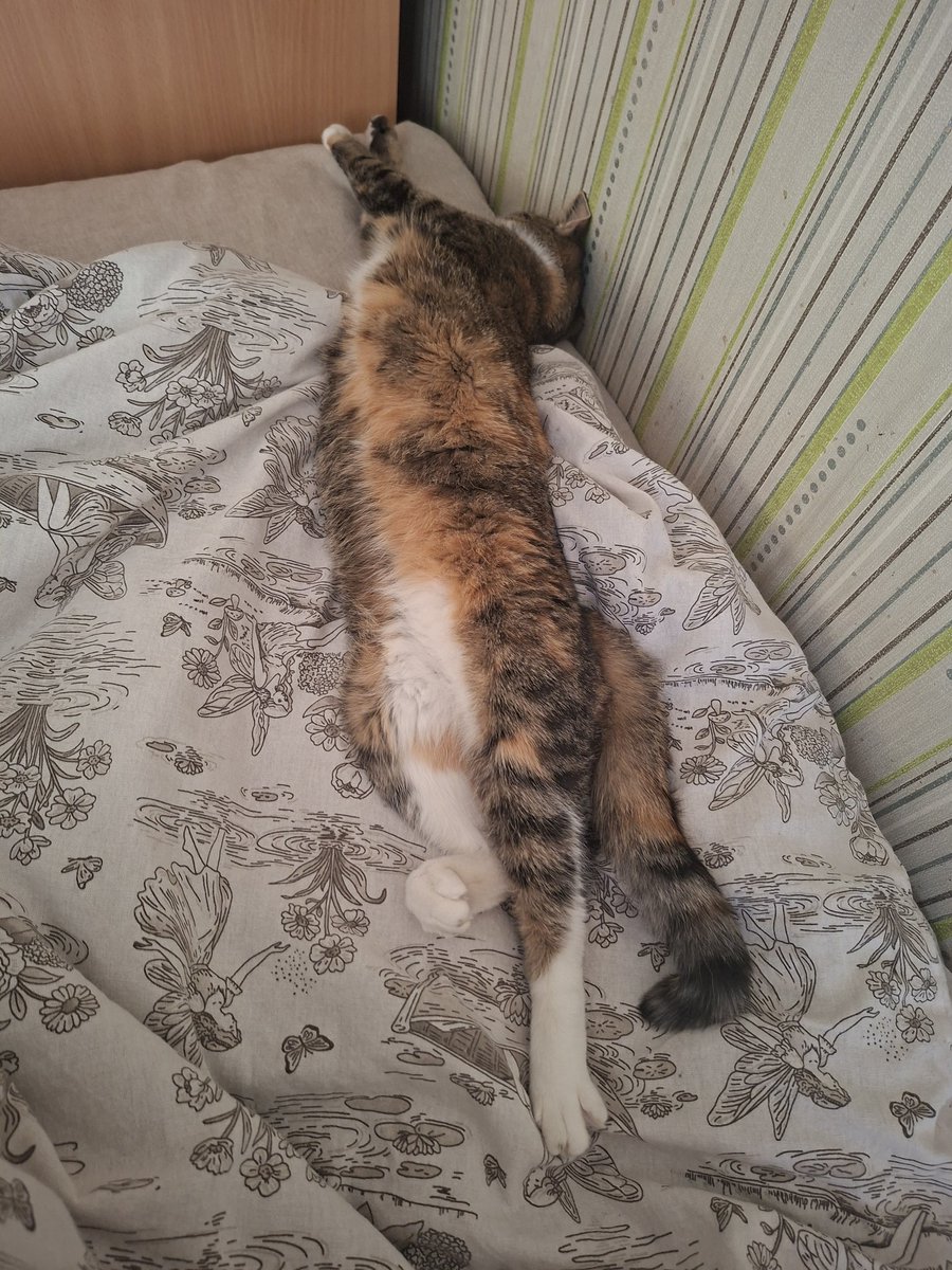 тупой лев tweet media