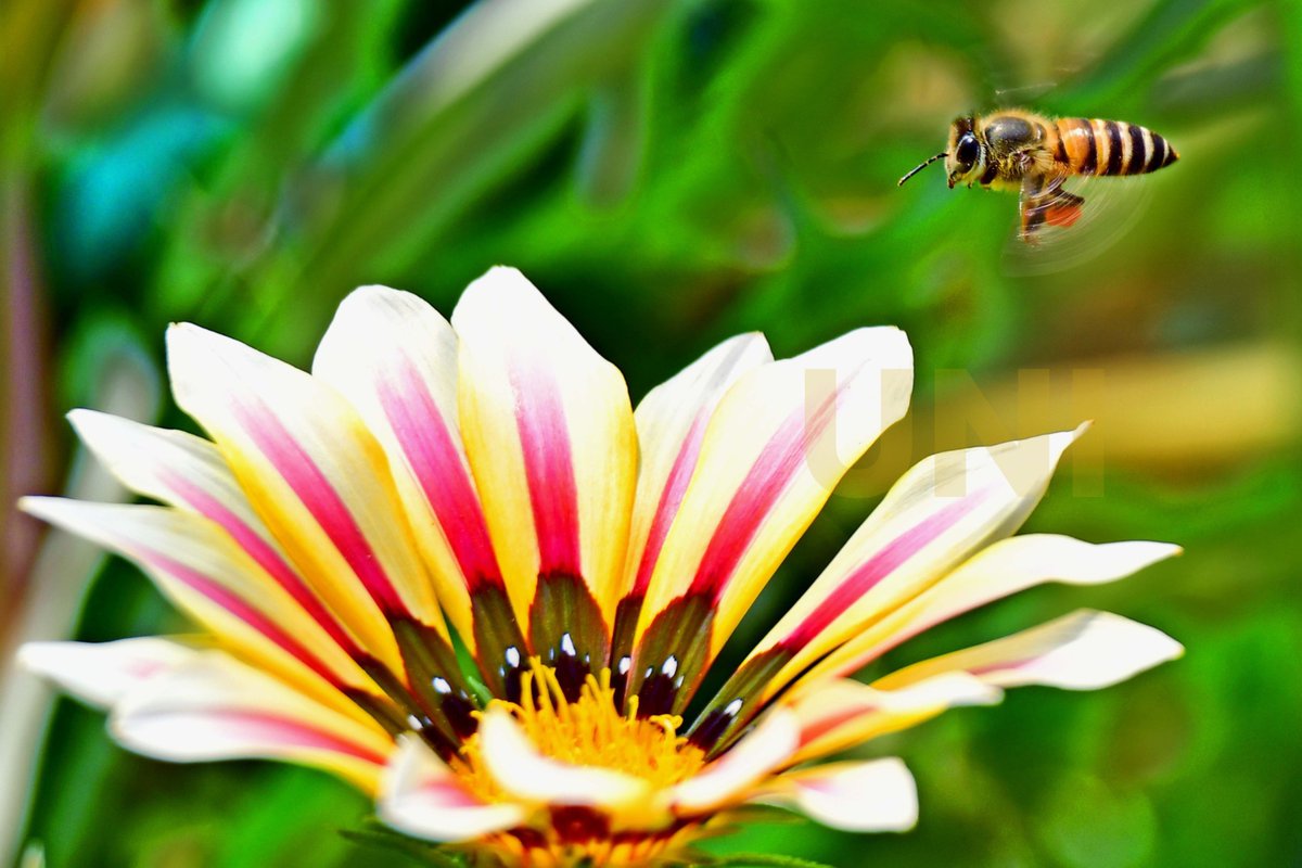 UNI_Photos's tweet image. In Photo | A honeybee hovers over a blooming flower on a warm spring day in Delhi today.

📸: Nipun Channa / UNI 

#Delhi | #SpringInDelhi | #HoneyBee | #BloomingFlowers | #UNI