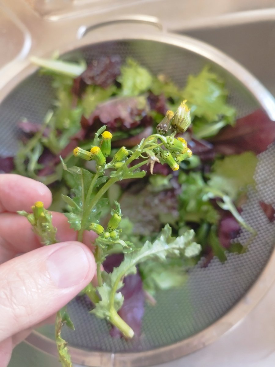 Carles Bernardez tweet media