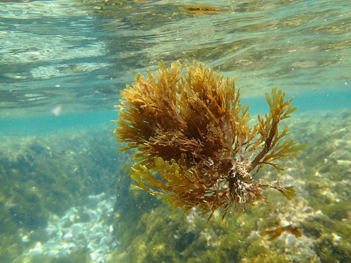 Ràdio Calvià FM tweet media