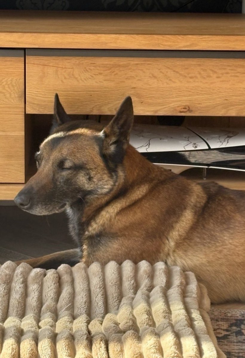 Macy & Bruno tweet media