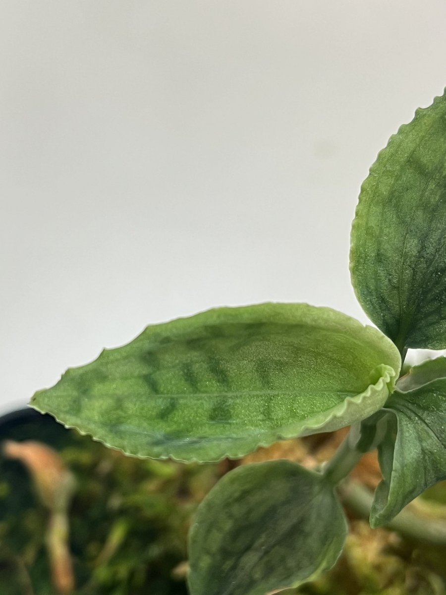 Tetsuya_fuku's tweet photo. Microchilus anchoriferus
迷彩模様のミクロキルス。
この株も一度開花したものから仕立てなおし。
#microchilus
#ミクロキルス
#jewelorchid
#ジュエルオーキッド https://t.co/7xKNrIcITU