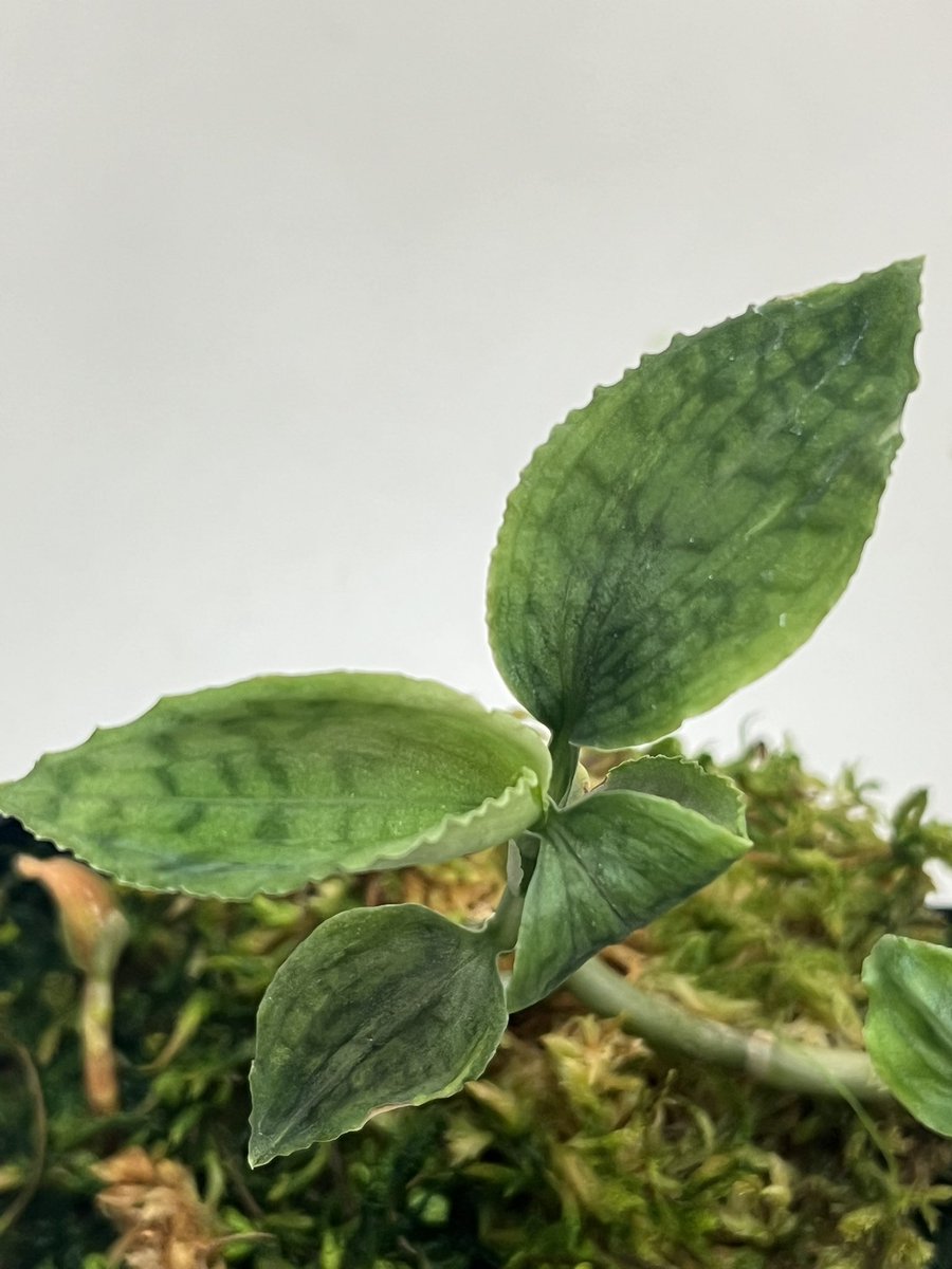 Tetsuya_fuku's tweet photo. Microchilus anchoriferus
迷彩模様のミクロキルス。
この株も一度開花したものから仕立てなおし。
#microchilus
#ミクロキルス
#jewelorchid
#ジュエルオーキッド https://t.co/7xKNrIcITU