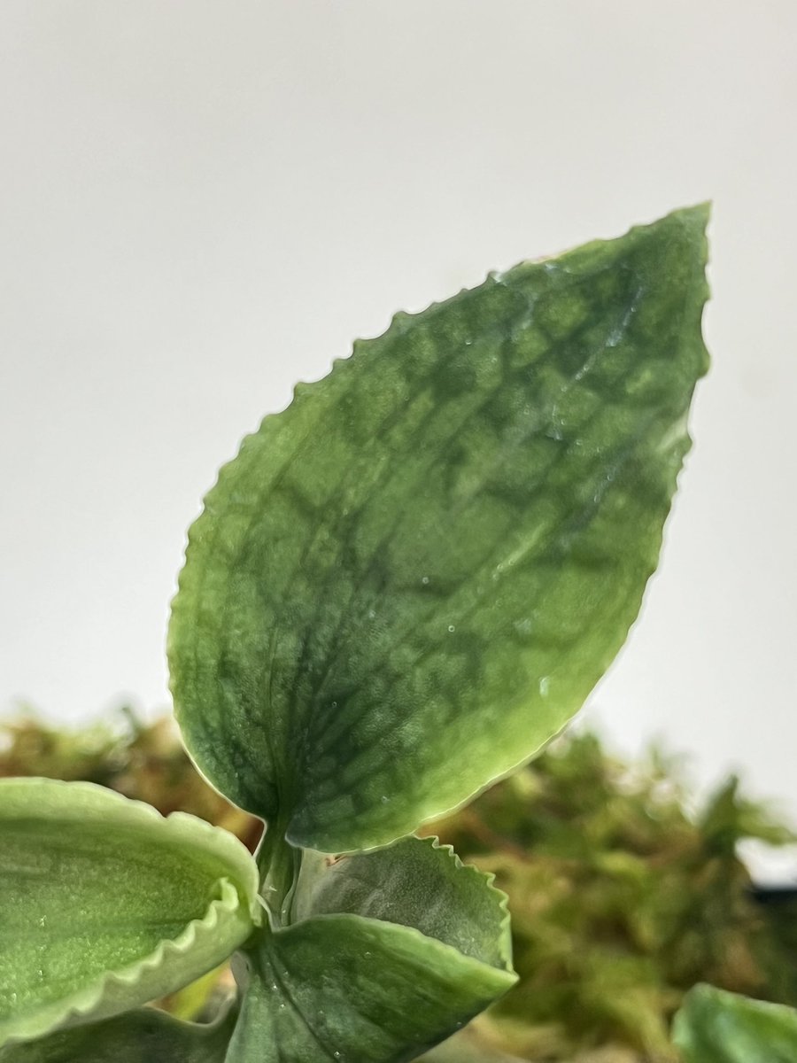 Tetsuya_fuku's tweet photo. Microchilus anchoriferus
迷彩模様のミクロキルス。
この株も一度開花したものから仕立てなおし。
#microchilus
#ミクロキルス
#jewelorchid
#ジュエルオーキッド https://t.co/7xKNrIcITU