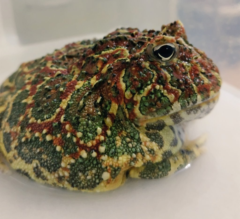 junkokko1416's tweet image. いよいよダメかと思った飼い主を尻目に浮腫みのとれたパクちゃん。動きも良くなって、約2ヶ月ぶりのごはん食べた😂あとは手術が成功するのを祈るのみ🙏
#ベルツノガエル #pacmanfrog