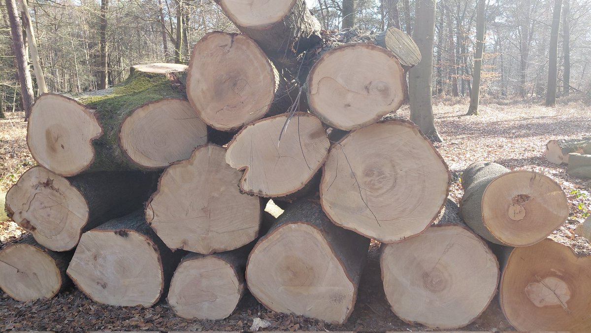 Ron🇳🇱🇮🇱🇺🇲 tweet media