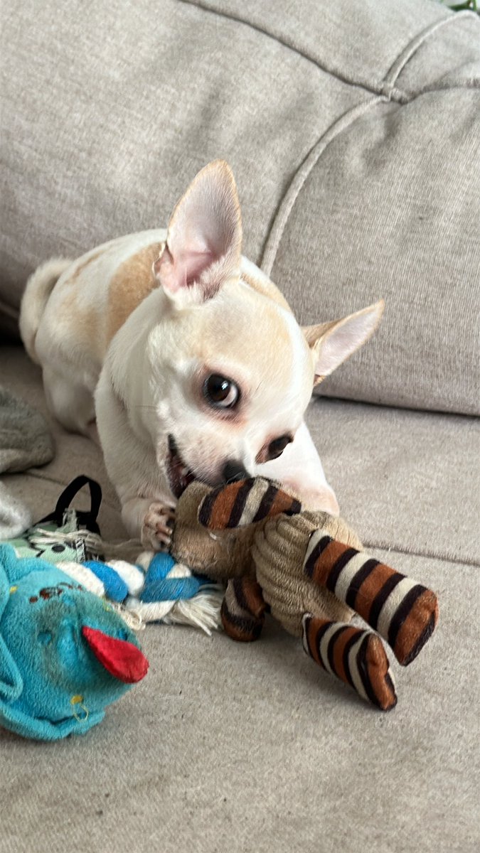 curador de musica ruim tweet media