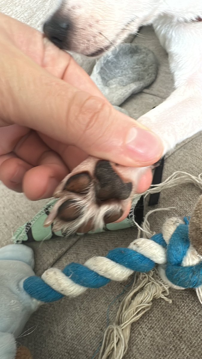 curador de musica ruim tweet media