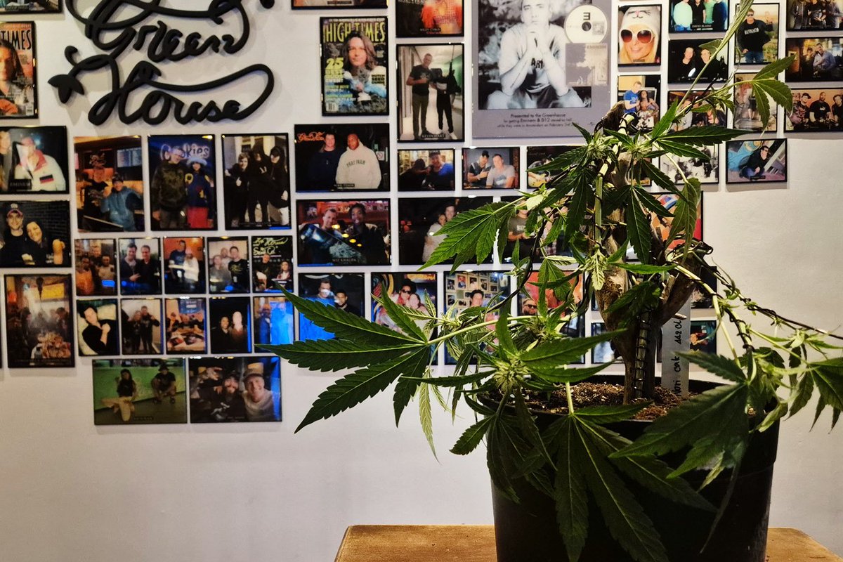 Green HouseのNuanchanの店舗にて彼らのオート品種の苗を使った大麻盆栽を作ってきた。開花期入ったばかりの苗なので今から楽しみ。420には美しい大麻盆栽になってるはず