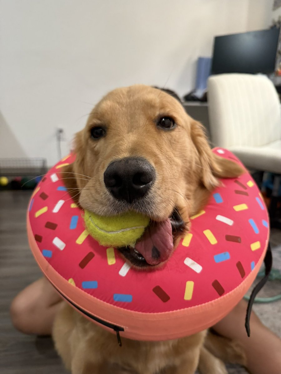 MikeIndo22's tweet image. Day 1,235 of tweeting @vindiesel until he promises me he’s going to put Pepas in the next Fast movie.  I will never stop grinding, I am dedicated #family and I know what this song will do to #FastandFurious #Fast11 needs this. I need this. Athena needs this.