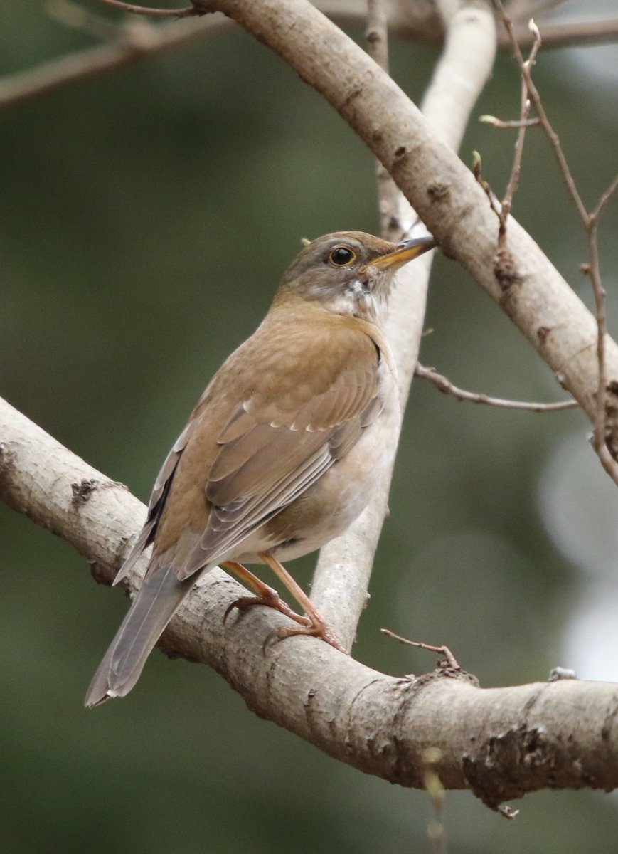 岳(だけぶき)蕗 tweet media